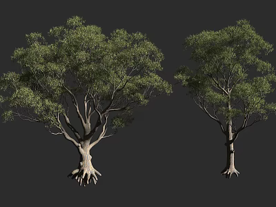 Two Arbor Trees with Green Foliage Trunk and Exposed Roots on Dark Background 3d model