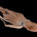 Detailed Brown Marine Squid With Extended Tentacles Isolated On Black Background