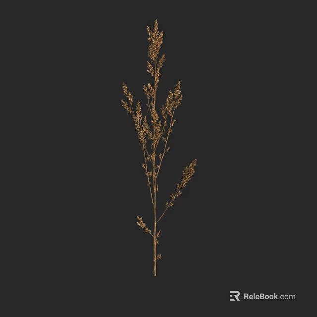 Natural Dried Grass Plant With Single Stem On Black Background 3d model