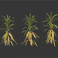 Three Plants With Green Leaves And Yellow Roots On White Background With Reflections