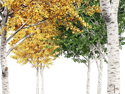Vibrant Trees With Yellow And Green Leaves And White Trunks In Natural Scene 3d model