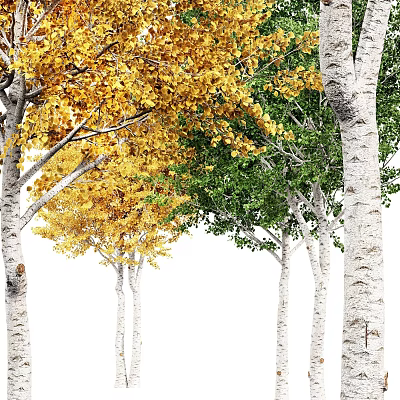 Vibrant Trees With Yellow And Green Leaves And White Trunks In Natural Scene 3d model