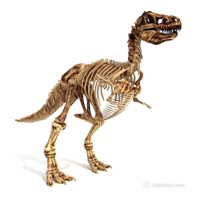 Detailed Dinosaur Skeleton Fossil With Prehistoric Bone Structure And Lifelike Anatomical 3d model 