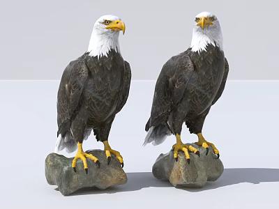 Two Bald Eagles Standing on Rocky Surfaces with White Heads and Yellow Talons 3d model Two Bald Eagles Standing on Rocky Surfaces with White Heads and Yellow Talons 3d model