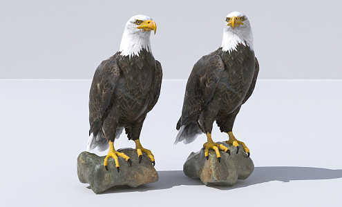 Modern Eagle Condor 3d model