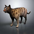Detailed 3D Model of Tabby Cat in Standing Pose on Gray Background