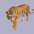 The Modern Tiger 3d model