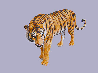 The Modern Tiger 3d model