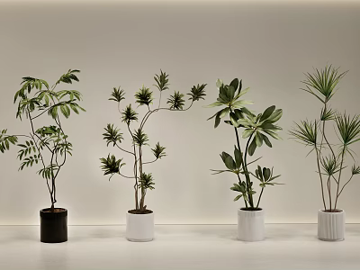 Different Types of Decorative Bonsai Potted Plants in White and Black Pots 3d model