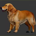 Golden Retriever With Shiny Golden Orange Fur Standing In Gray Background