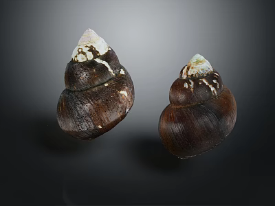 Two Dark Brown Seashells With White Tips Isolated On Dark Background 3d model