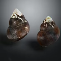 Two Dark Brown Seashells With White Tips Isolated On Dark Background 3d model