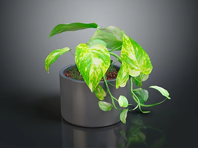 Lush Indoor Variegated Pothos Plant In Gray Pot With Green Yellow Leaves 3d model