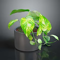 Lush Indoor Variegated Pothos Plant In Gray Pot With Green Yellow Leaves