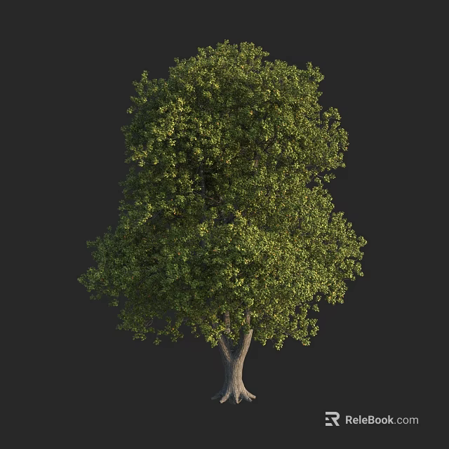 Tall Arbor With Lush Green Foliage And Single Trunk Isolated On Black Background 3d model 