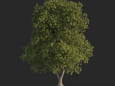 Tall Arbor With Lush Green Foliage And Single Trunk Isolated On Black Background 3d model