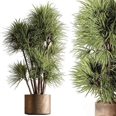 Lush Bonsai Potted Plants With Slender Green Leaves Multiple Thin Trunks In Brown Pots 3d model