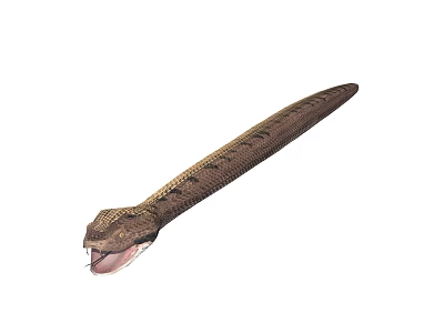 Reptile Snake With Long Scaly Body And Open Mouth Showing Tongue 3d model