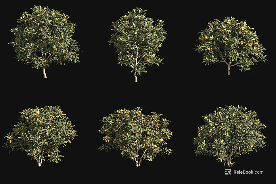Various Green Leaf Trees with Diverse Canopy Shapes and Foliage Patterns 3d model 