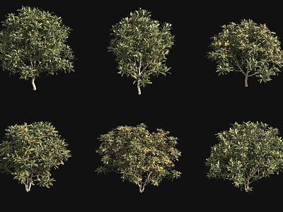 Various Green Leaf Trees with Diverse Canopy Shapes and Foliage Patterns 3d model