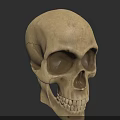 Detailed Realistic Skull 3D Model Design For Game Movie Character Render 3d model