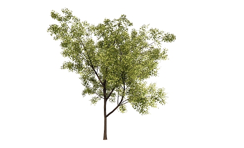 Modern Tree Landscape Tree 3d model