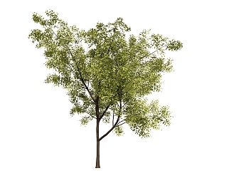 Modern Tree Landscape Tree 3d model