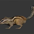 Striped Squirrel With Long Tail Standing On Black Background With Reflection
