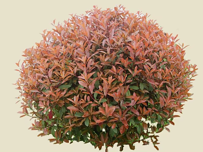 Vibrant Round Shrub With Red Brown And Green Healthy Lush Leaves 3d model