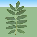 Green Compound Leaves With Symmetrically Arranged Fresh Leaflets On White Background