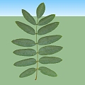 Modern plant leaves 3d model