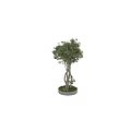 Natural Tree Pit with Twisted Trunks and Lush Green Leaves in Landscape