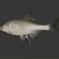 Silver Scaled Fish With Dark Fins And Reflection On Gray Background