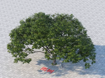 Rain Tree With Lush Green Foliage And Broad Canopy On Paved Surface 3d model