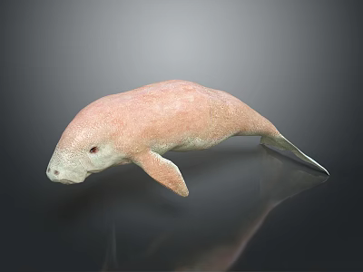 Detailed Pink Manatee Model Showcased On Smooth Surface With Soft Reflection Effect 3d model