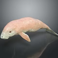 Detailed Pink Manatee Model Showcased On Smooth Surface With Soft Reflection Effect 3d model