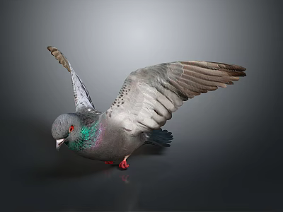 Pigeon With Spread Wings Green Neck And Red Eyes On Dark Background 3d model