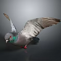Pigeon With Spread Wings Green Neck And Red Eyes On Dark Background