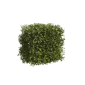 Well Trimmed Green Shrubs In Various Shapes For Garden Landscape Design