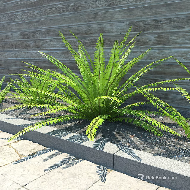 Lush Green Bush With Feathery Fronds Growing By Wooden Wall And Stone Border 3d model 