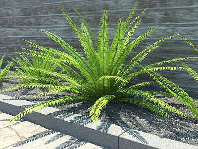 Lush Green Bush With Feathery Fronds Growing By Wooden Wall And Stone Border 3d model