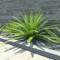 Lush Green Bush With Feathery Fronds Growing By Wooden Wall And Stone Border