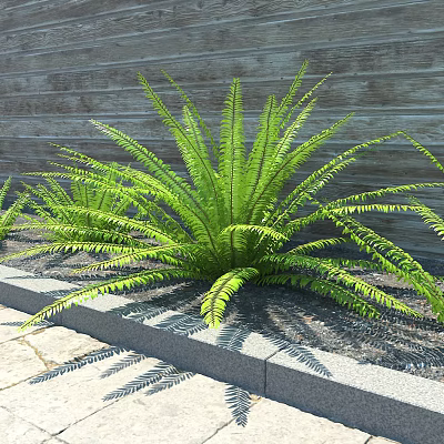 Shrubs 3d model