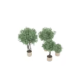 Olive Tree Bonsai Plants With Curved Trunks And Green Foliage In Ceramic Pots