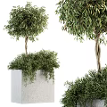 Elegant Olive Tree Bonsai Plants In Concrete Planters With Spherical Canopy And Hanging Foliage