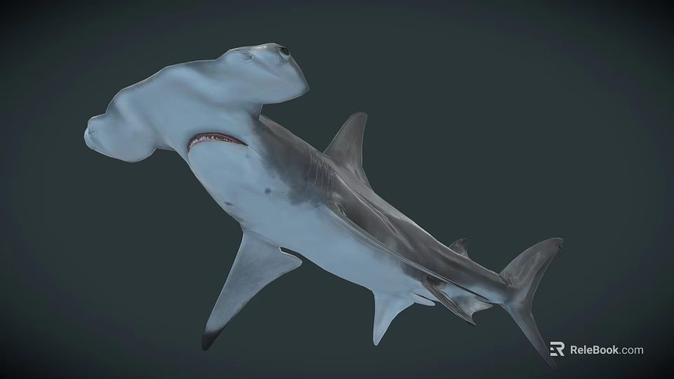 Hammerhead Shark Swimming Gracefully In Deep Ocean With Distinctive Head Shape 3d model 