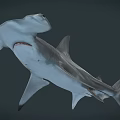 Hammerhead Shark Swimming Gracefully In Deep Ocean With Distinctive Head Shape 3d model
