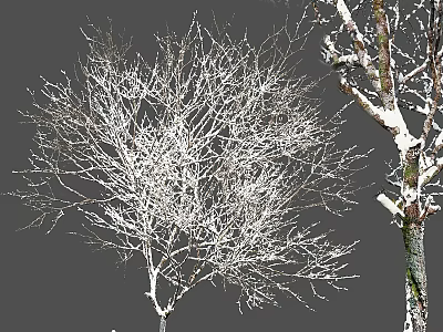 Snow Covered Arbor Trees With Frosted Branches In Winter Landscape 3d model