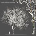 Snow Covered Arbor Trees With Frosted Branches In Winter Landscape 3d model