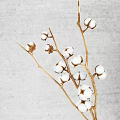 Natural Cotton Branches With White Bolls On Light Gray Textured Background